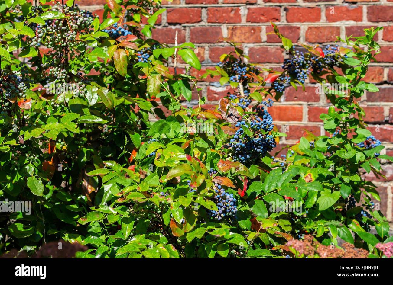 Holly magonia is an evergreen shrub native to North America. Blue and purple bunches of berries with copy space. mid autumn, bountiful harvest Stock Photo