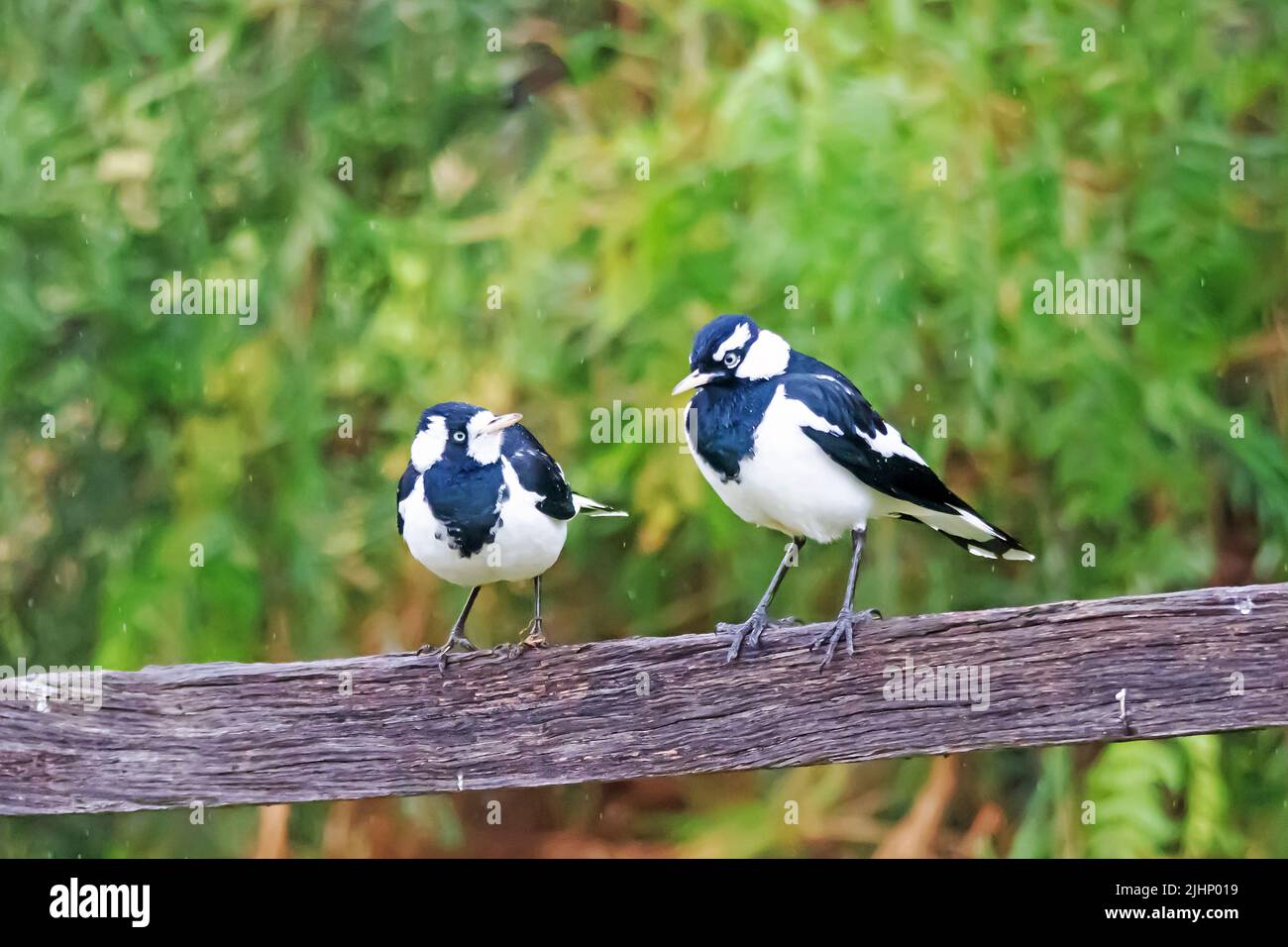 A Pair of Magpie Larks,Grallina cyanoleuca, aka Peewee. Female on left. Stock Photo