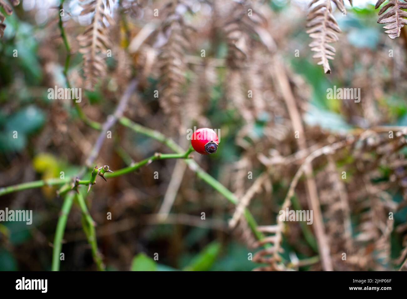 a single bright red Autumn rose hip isolated on a natural green background of dried ferns Stock Photo