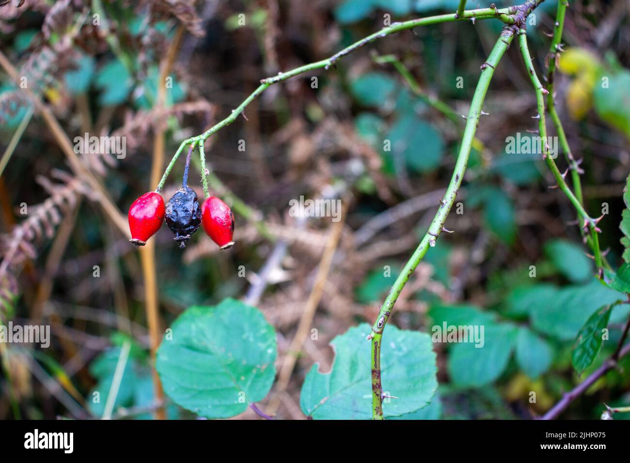 close up of two bright red Autumn rose hip isolated on a natural green ...