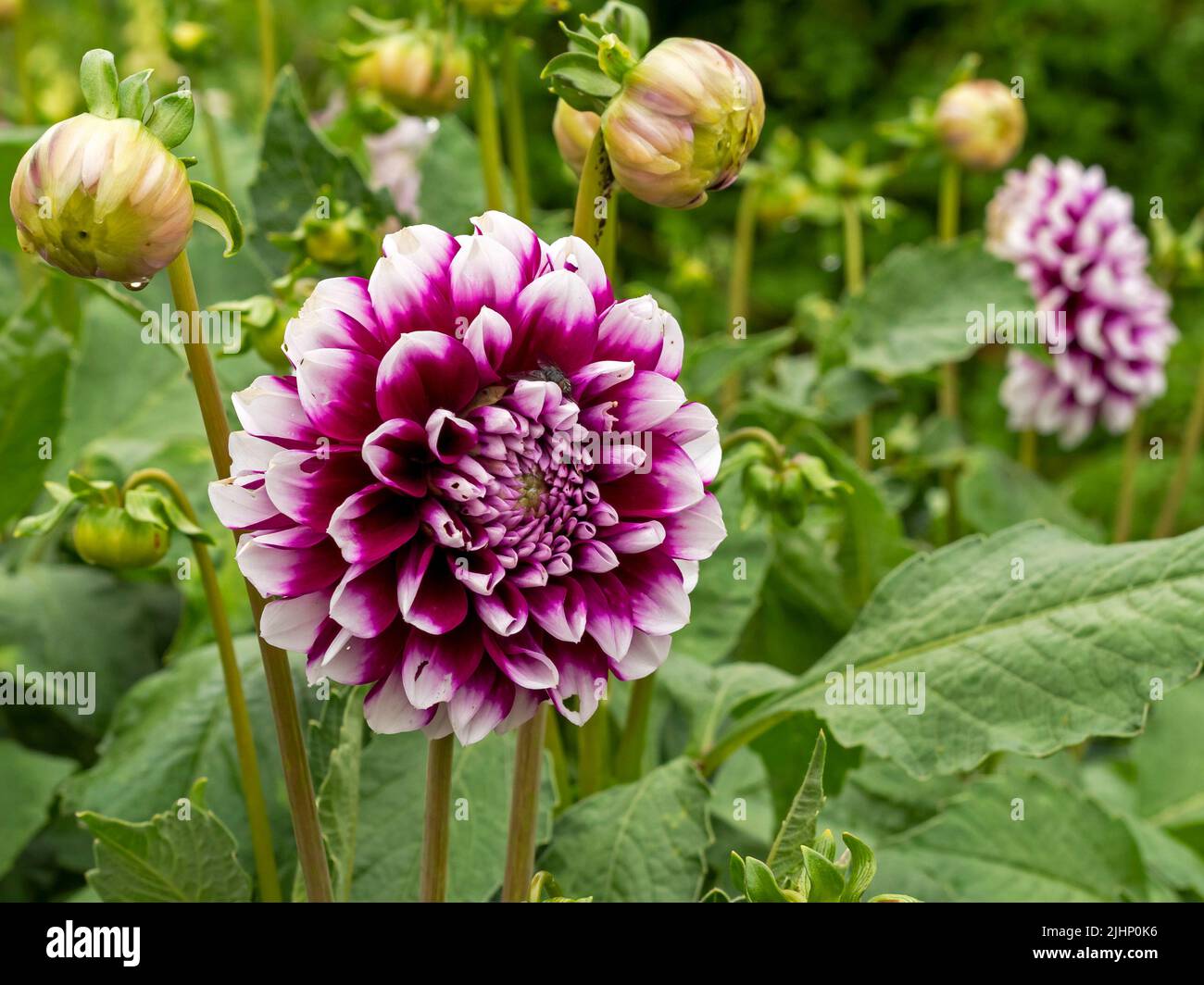 Pretty purple and pink Dahlia flower and buds in a garden Stock Photo