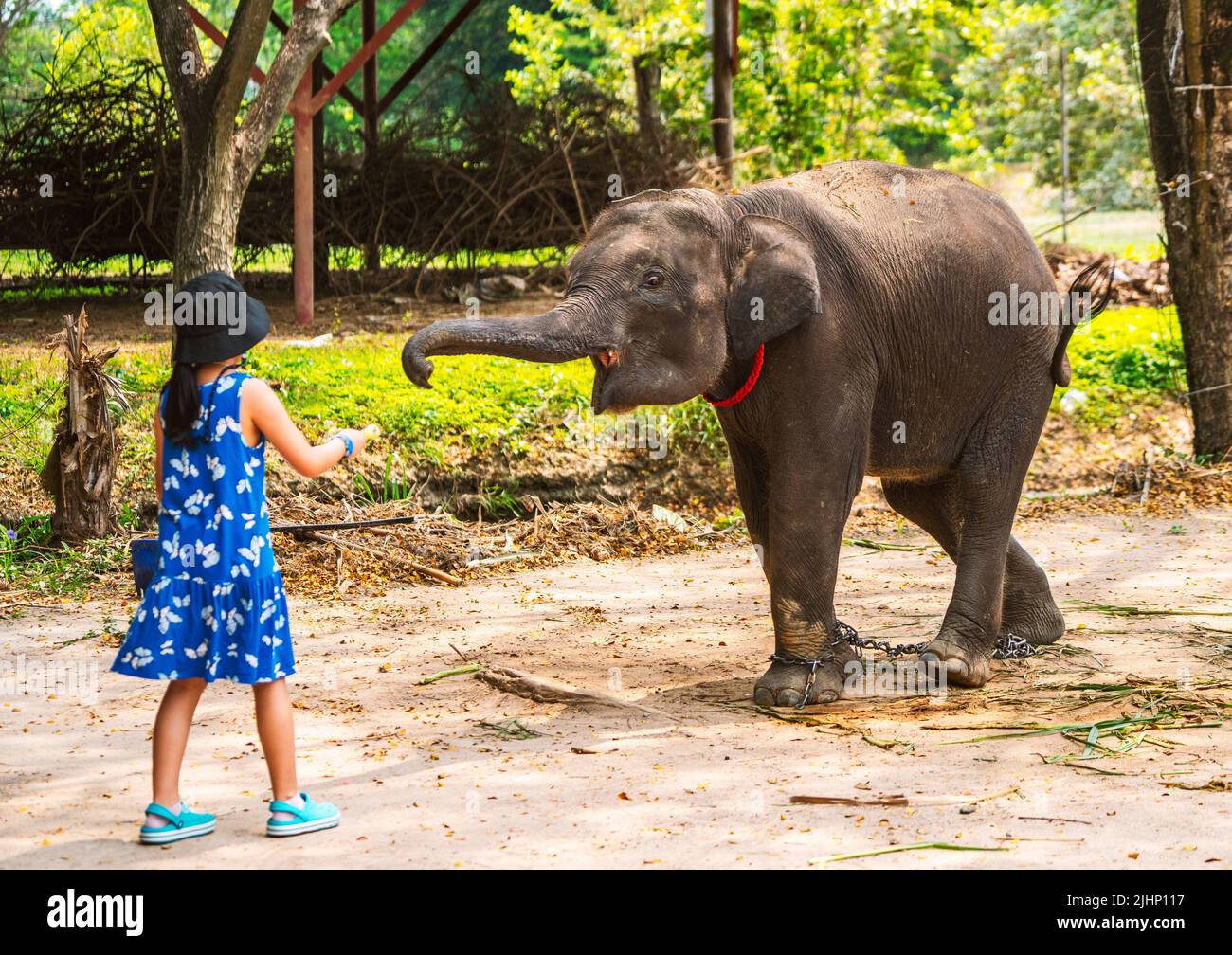 Baby elephant get fed by a small child girl in an open zoo in Thailand. Stock Photo