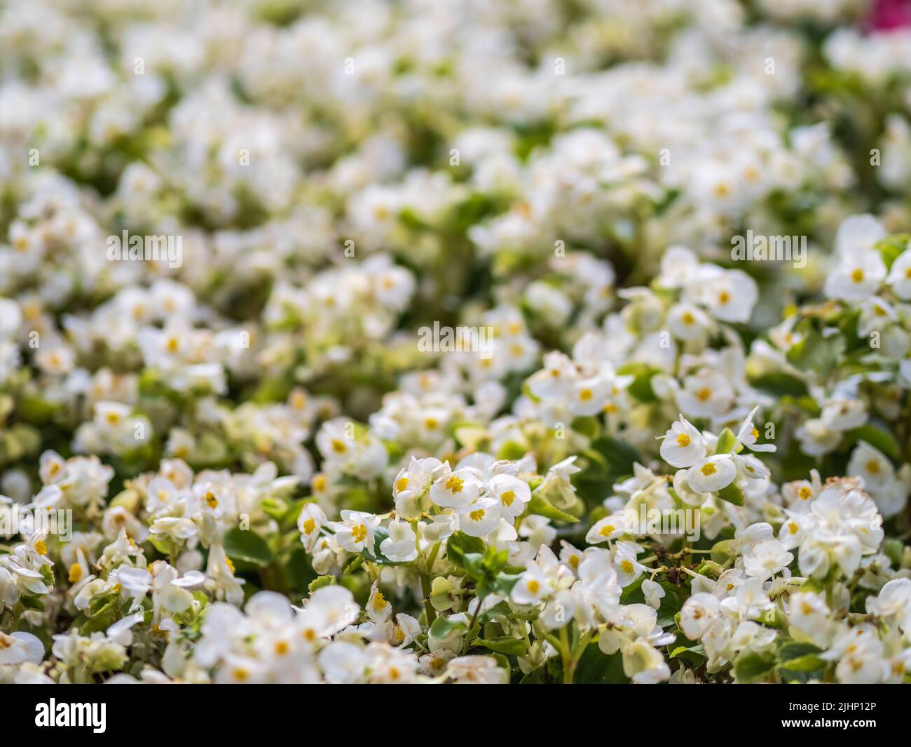 White begonia everblooming Ambassador in a flower bed on the street. Beautiful, fresh, bright white begonia flowers Stock Photo