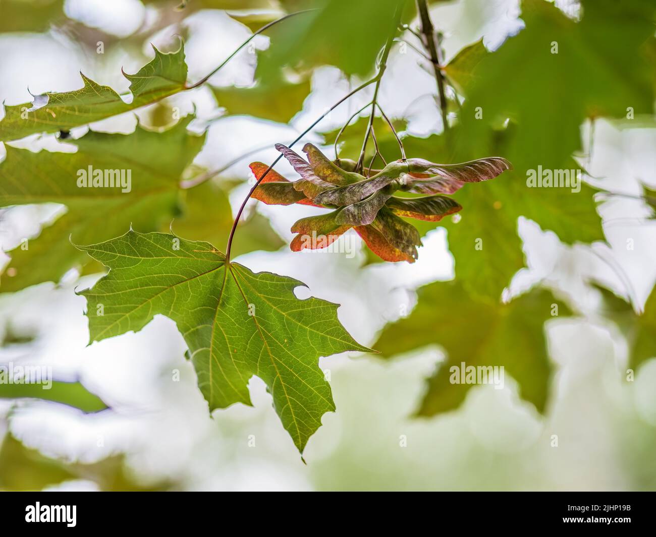Summer branches of maple tree with green leaves and seeds. Summer background with copy space. Close-up of maple seeds, disamaras Stock Photo