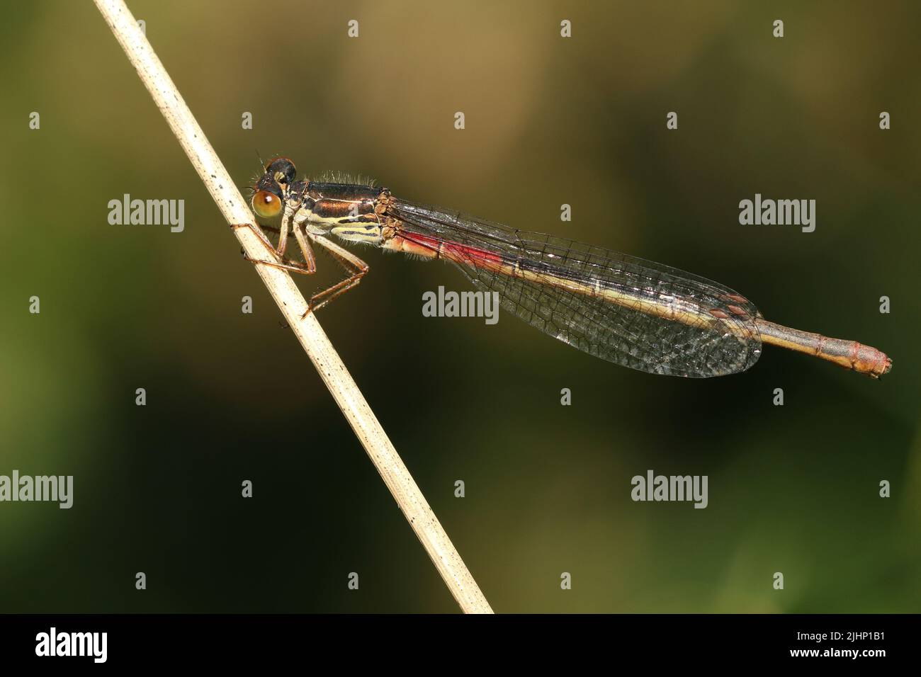 A Small Red Damselfly, Ceriagrion tenellum, resting on a blade of grass. Stock Photo