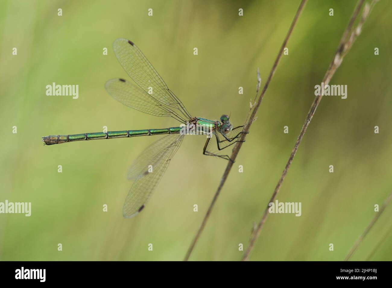 A female Emerald Damselfly, Lestes sponsa, resting on a blade of grass ...