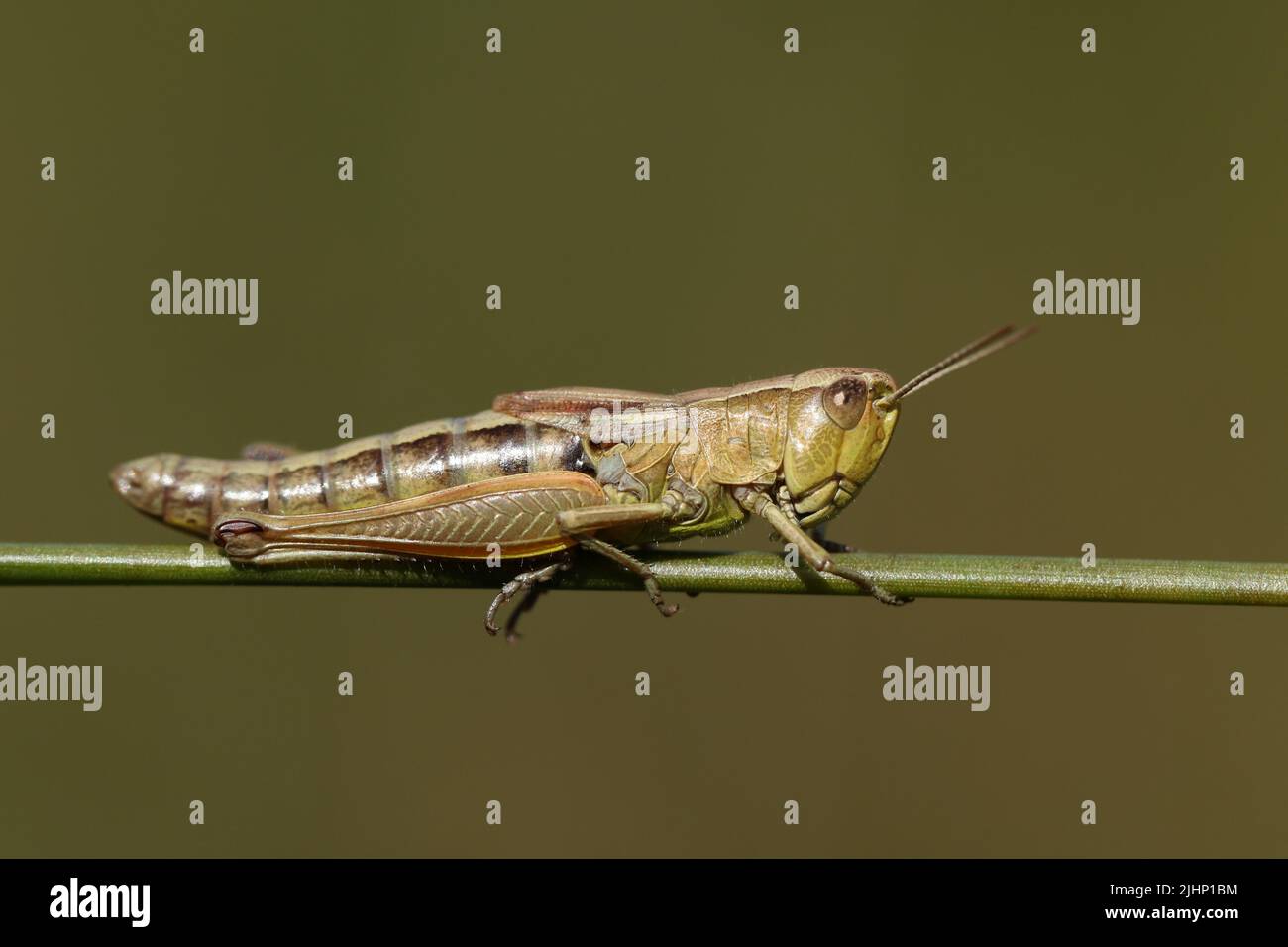 A Meadow Grasshopper, Chorthippus parallelus, resting on a reed. Stock Photo