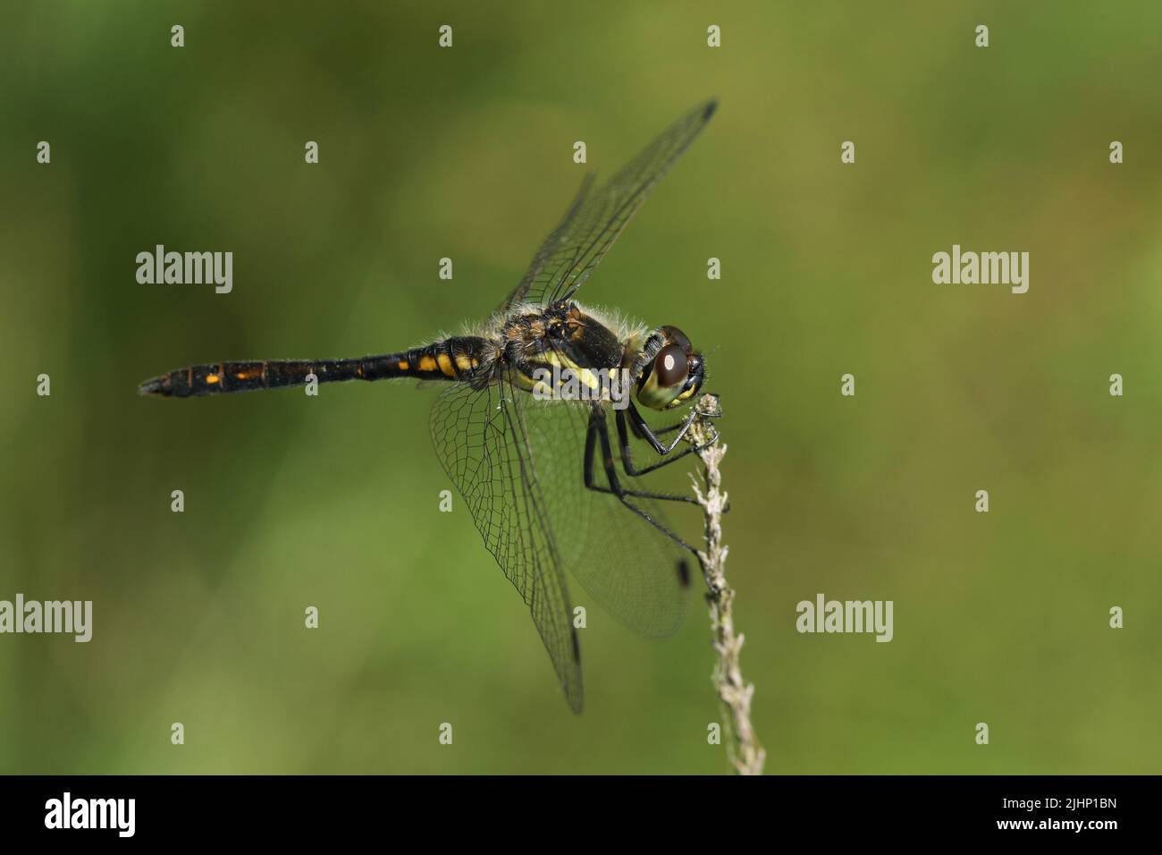 A stunning male Black Darter Dragonfly, Sympetrum danae, perching on a twig at the edge of a bog. Stock Photo