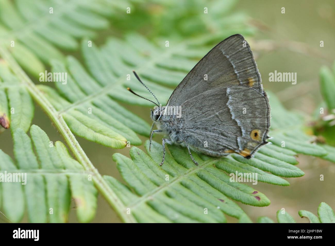 A Purple Hairstreak Butterfly, Favonius quercus, perching on a bracken leaf in woodland. Stock Photo