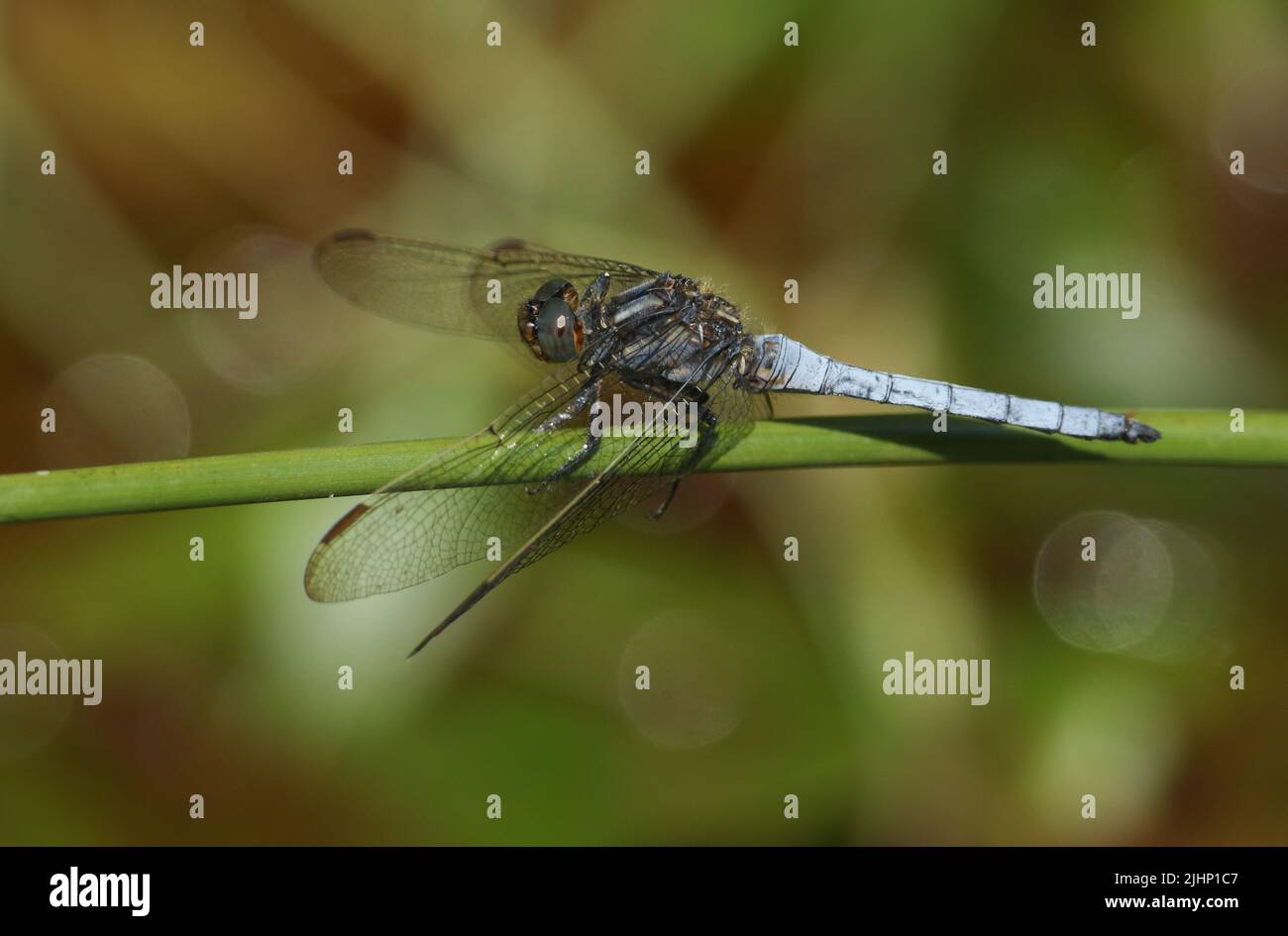 A Keeled Skimmer Dragonfly, Orthetrum coerulescens, perched on a Reed at the edge of a bog. Stock Photo