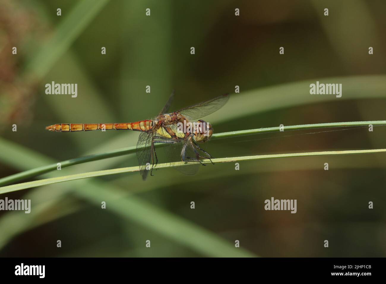A Common Darter, Sympetrum striolatum, perched on a Reed at the edge of a bog. Stock Photo