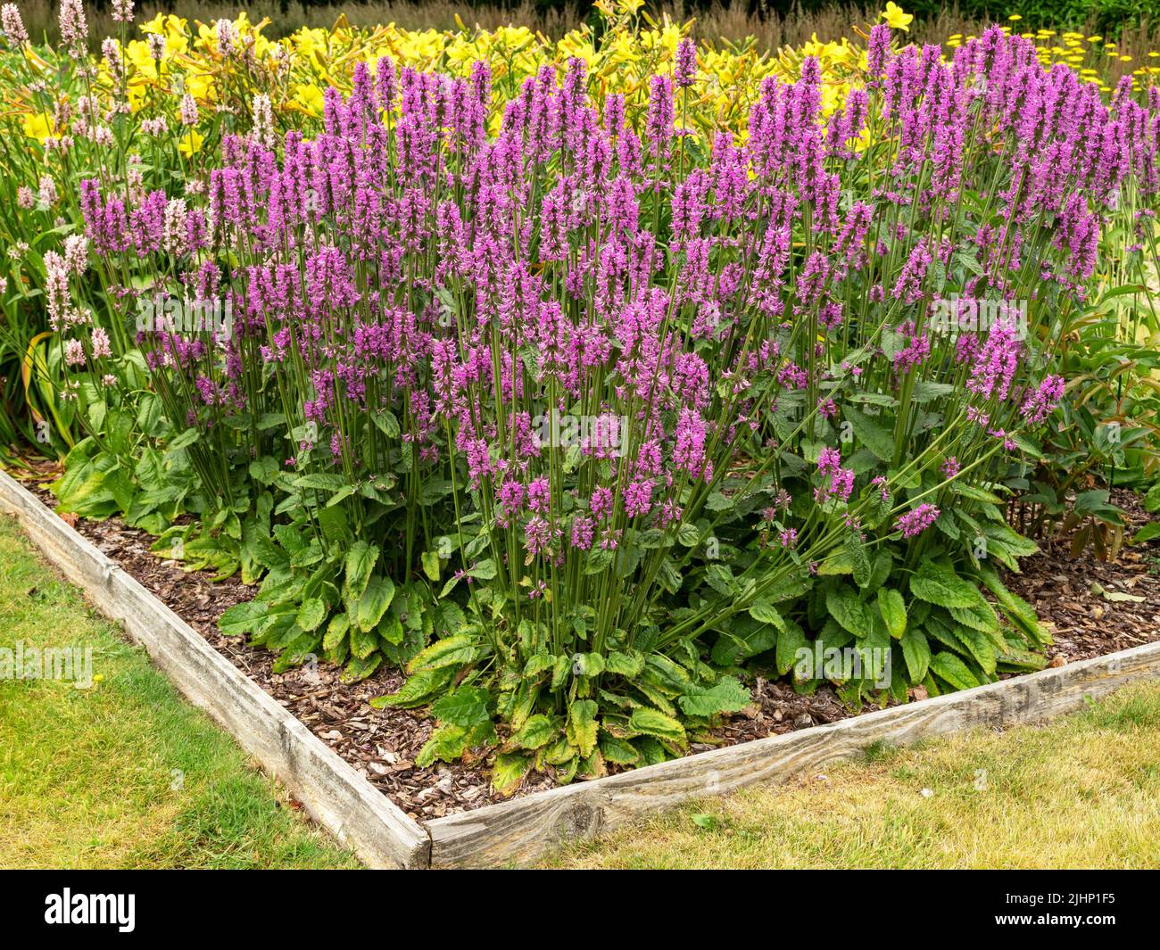 Purple Betony flowering in a flower bed in a garden Stock Photo