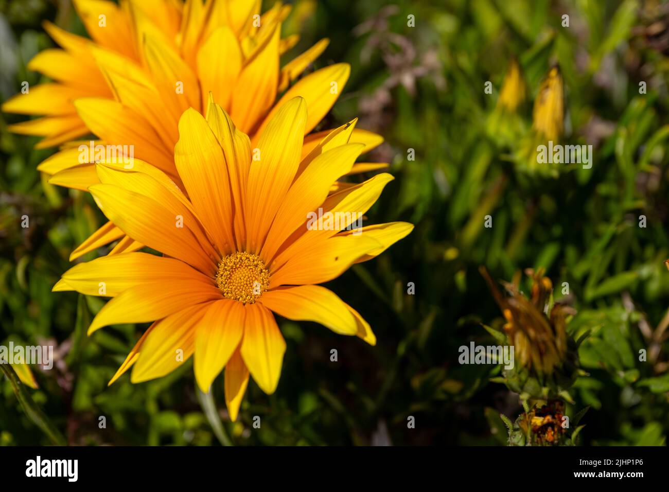 African Daisy, or treasure flowers. Bright yellow and orange Gazania rigens herbaceous plant of the Asteraceae family in full bloom during summer. Stock Photo