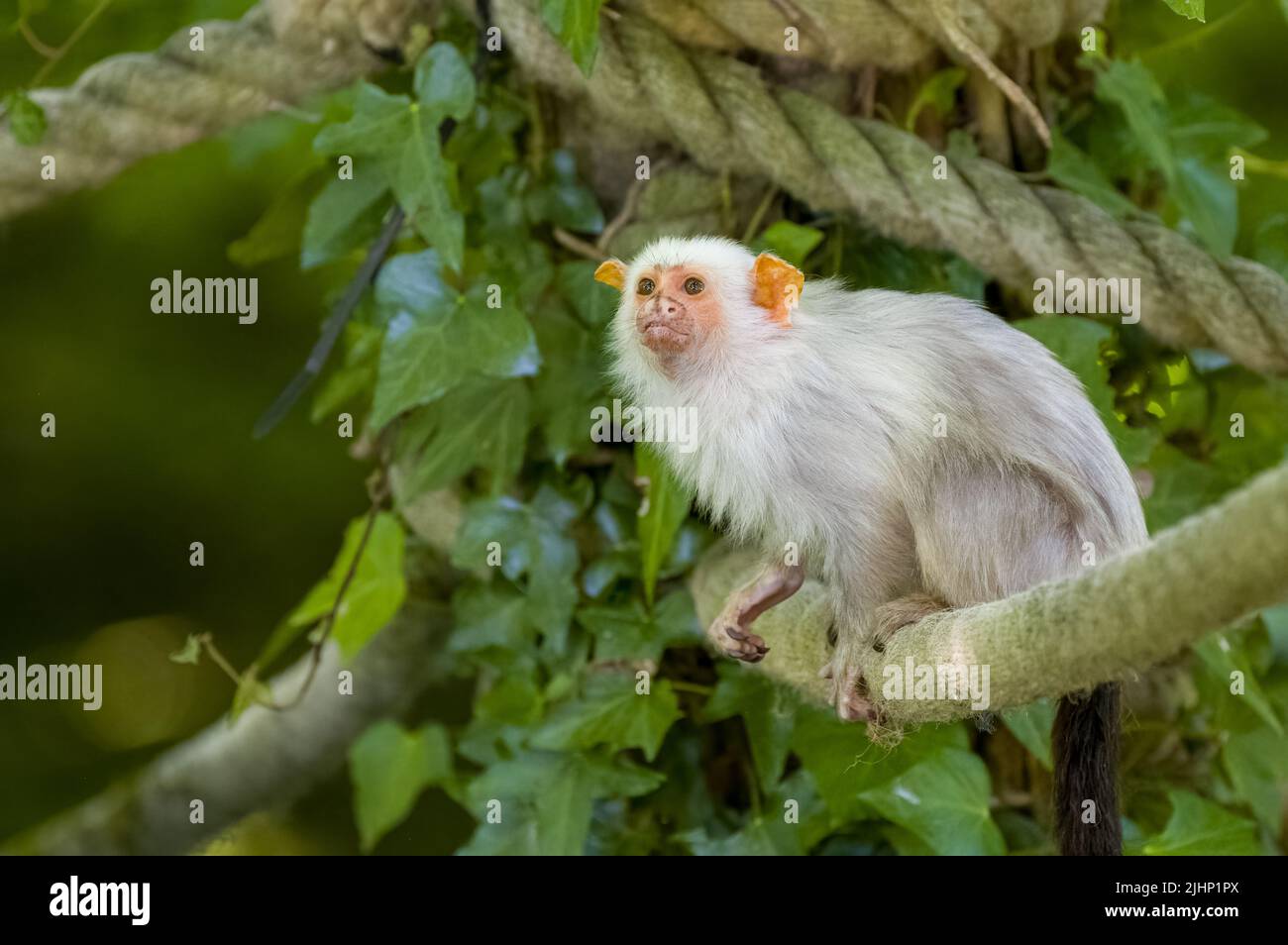 Silvery marmoset, Mico argentatus. A captive new world monkey at Jersey zoo. Native to the eastern Amazon rainforest in Brazil. Stock Photo