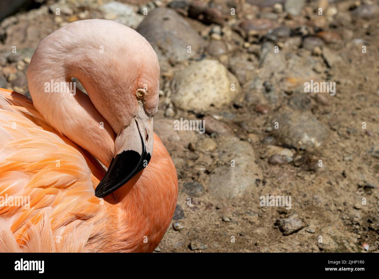 A captive Chilean flamingo, Phoenicopterus chilensis at Jersey zoo. A large flamingo native to South America. Stock Photo