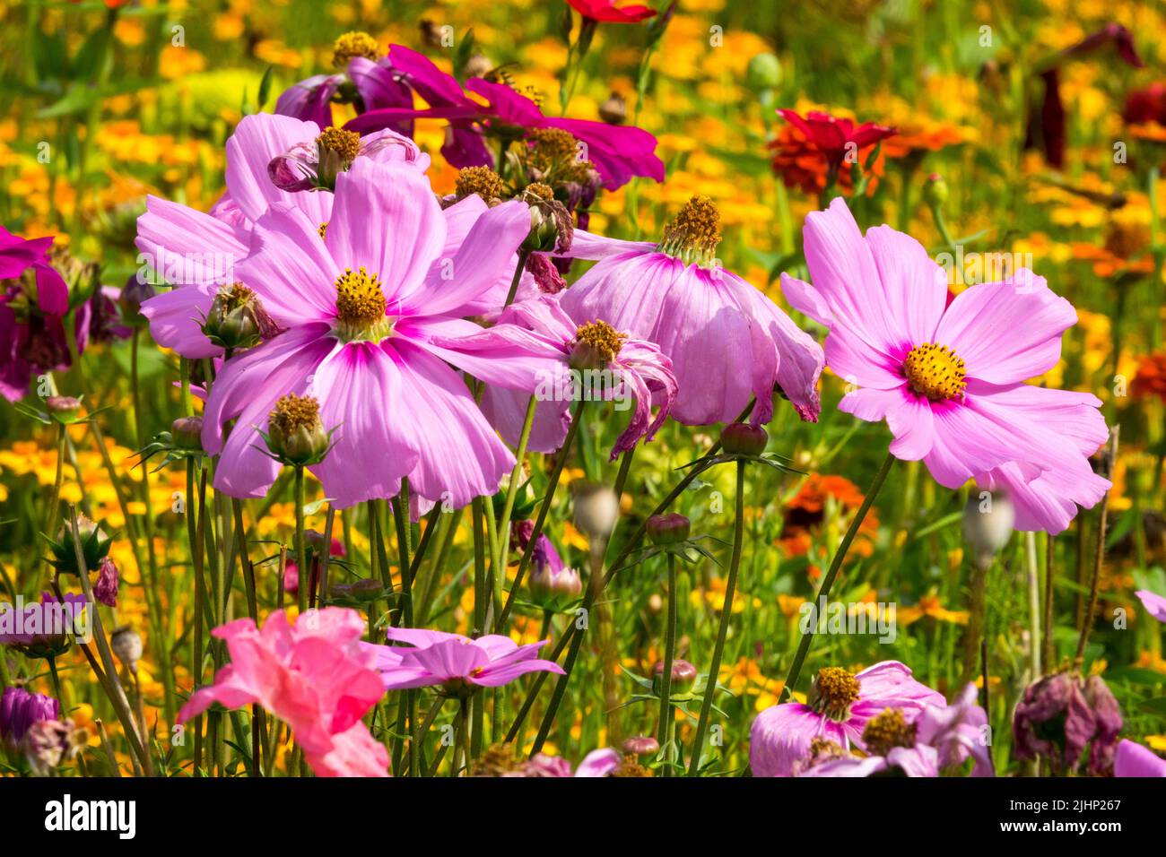Pink cosmos flower heads in a colourful garden August flowers bedding