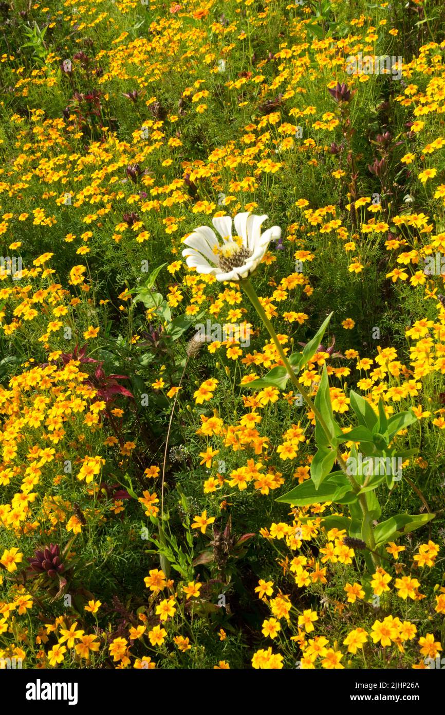 Single flower White Zinnia grows in yellow Tagetes tenuifolia, Signet Marigold Stock Photo
