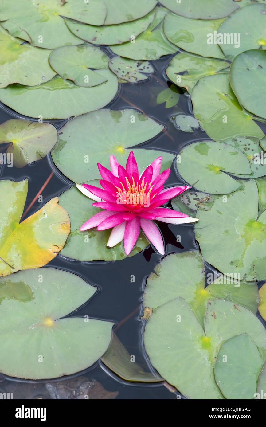 Nymphaea 'Newton'. Waterlily 'Newton' on a pond. UK Stock Photo