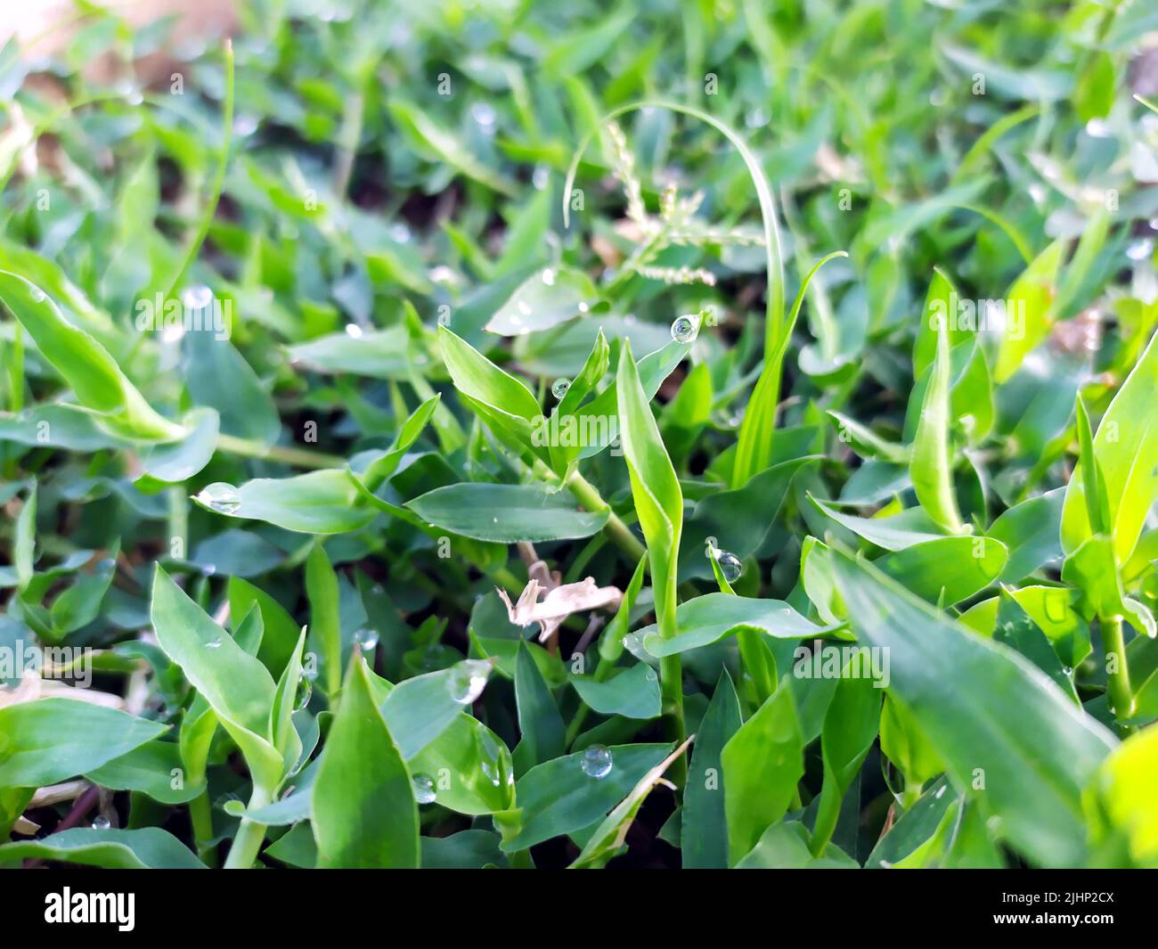 small rain dropes on small plants leafs Stock Photo