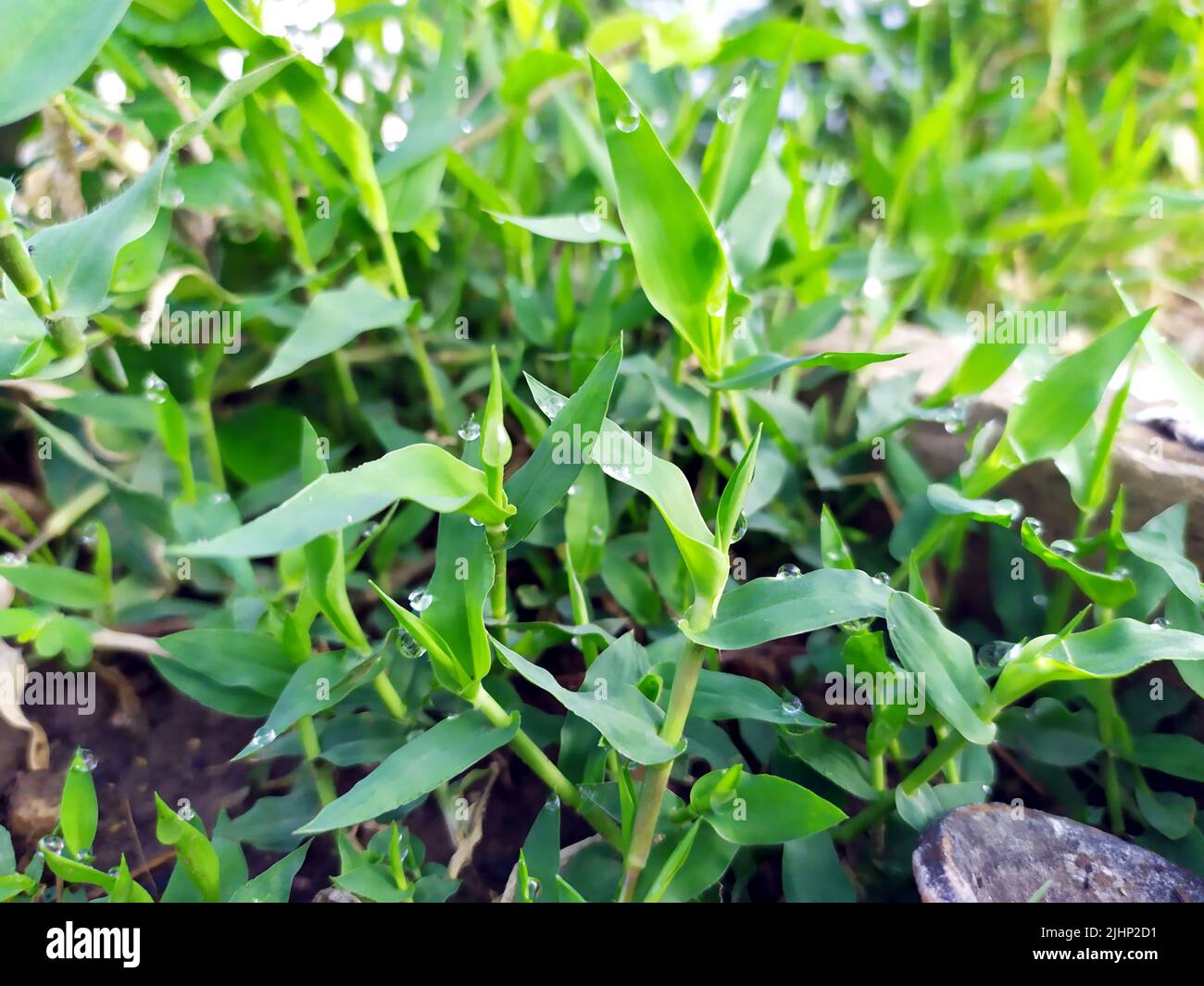 small rain dropes on small plants leafs Stock Photo