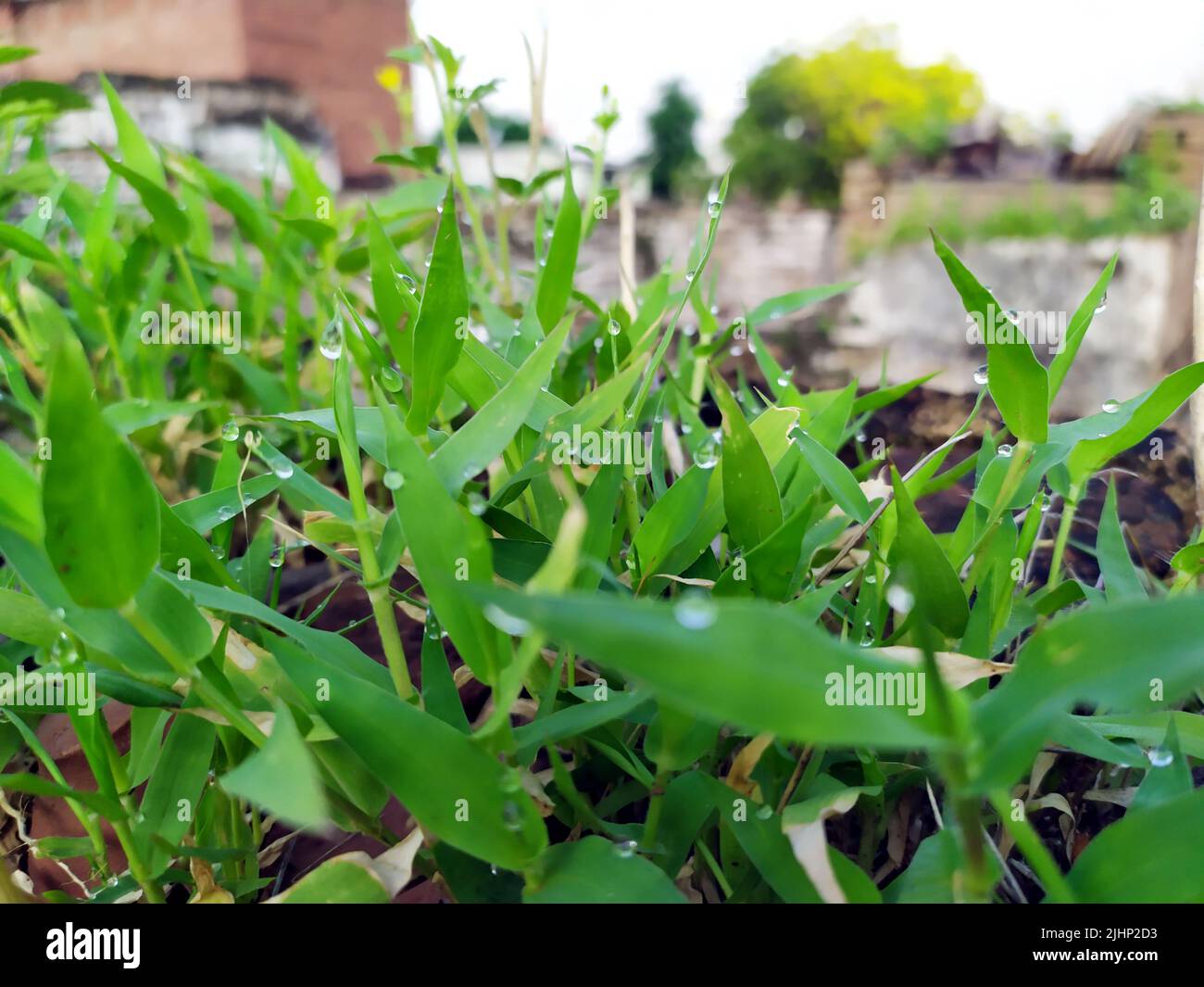 small rain dropes on small plants leafs Stock Photo