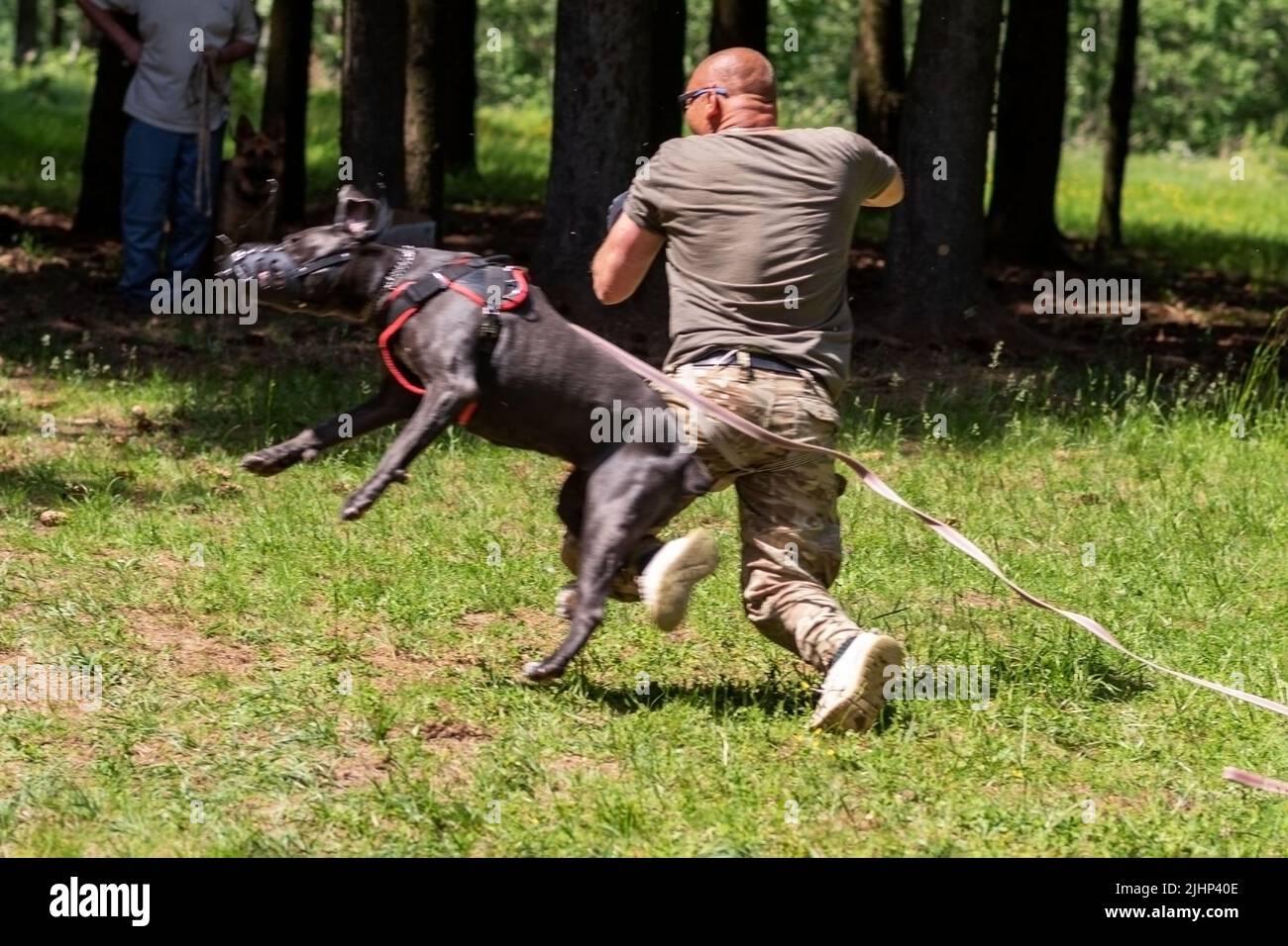 Cane Corso attacking dog handler during aggression training. High quality  photo Stock Photo - Alamy
