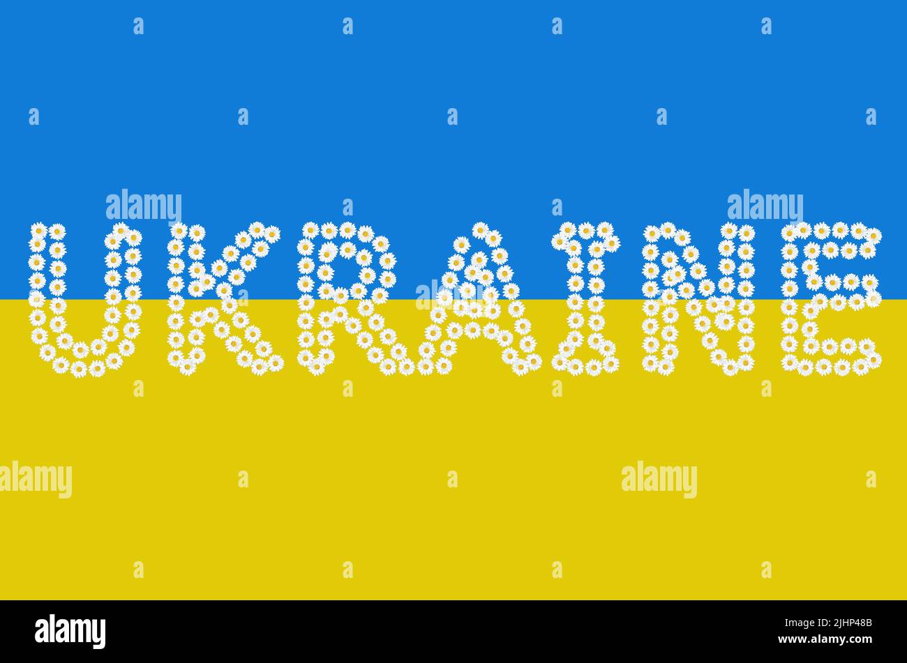 Word UKRAINE arranged from fresh daisy flowers on a yellow and blue background. Stock Photo