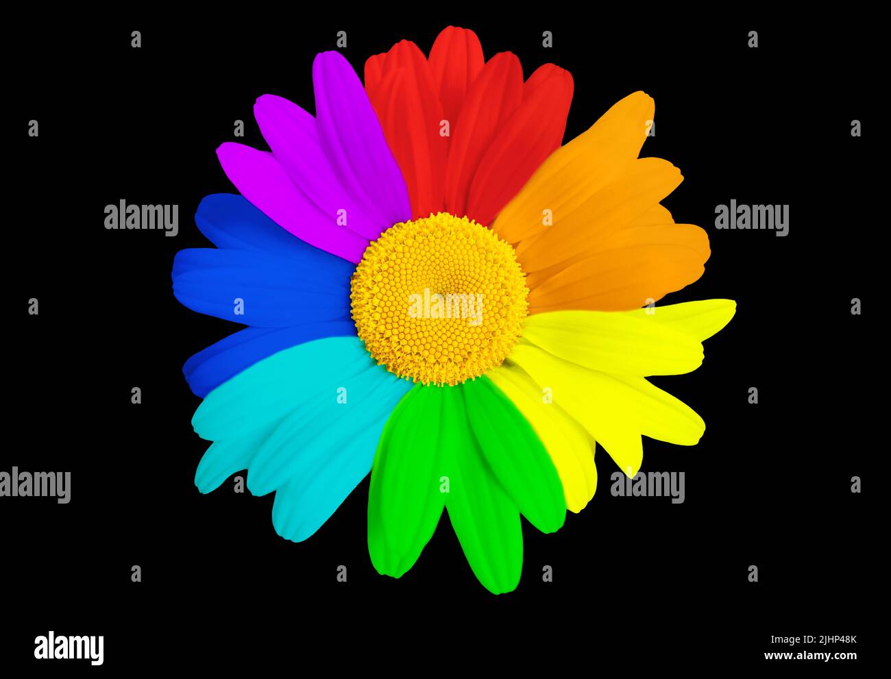 Close-up of a large rainbow colored daisy flower head isolated on black background. Stock Photo