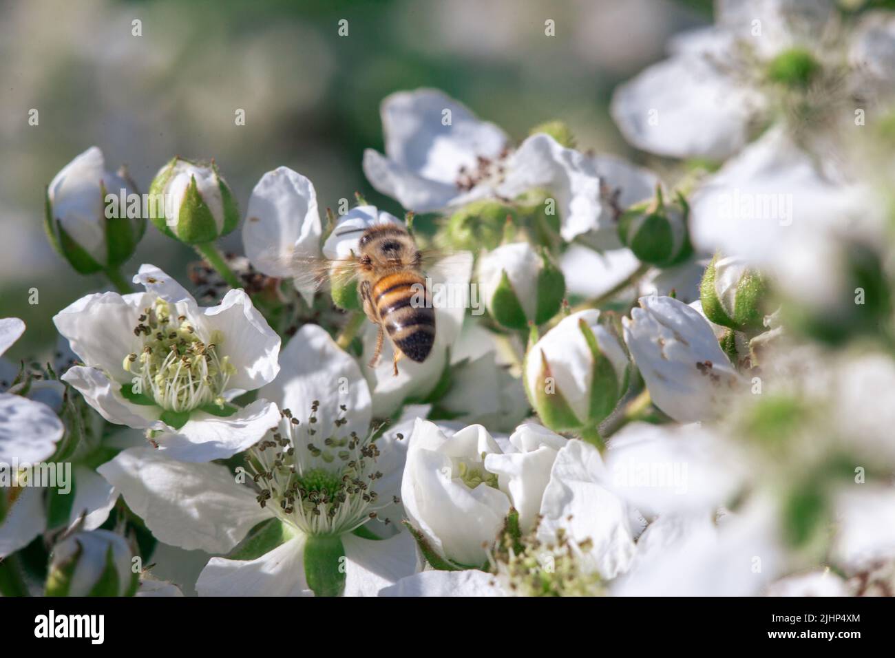 Bee flower shooting nature hi-res stock photography and images - Alamy