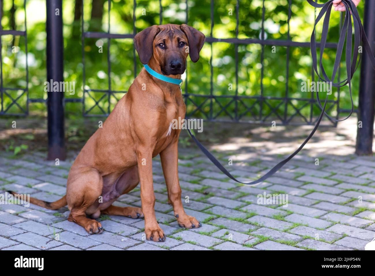 Rhodesian ridgeback female hi-res stock photography and images - Alamy