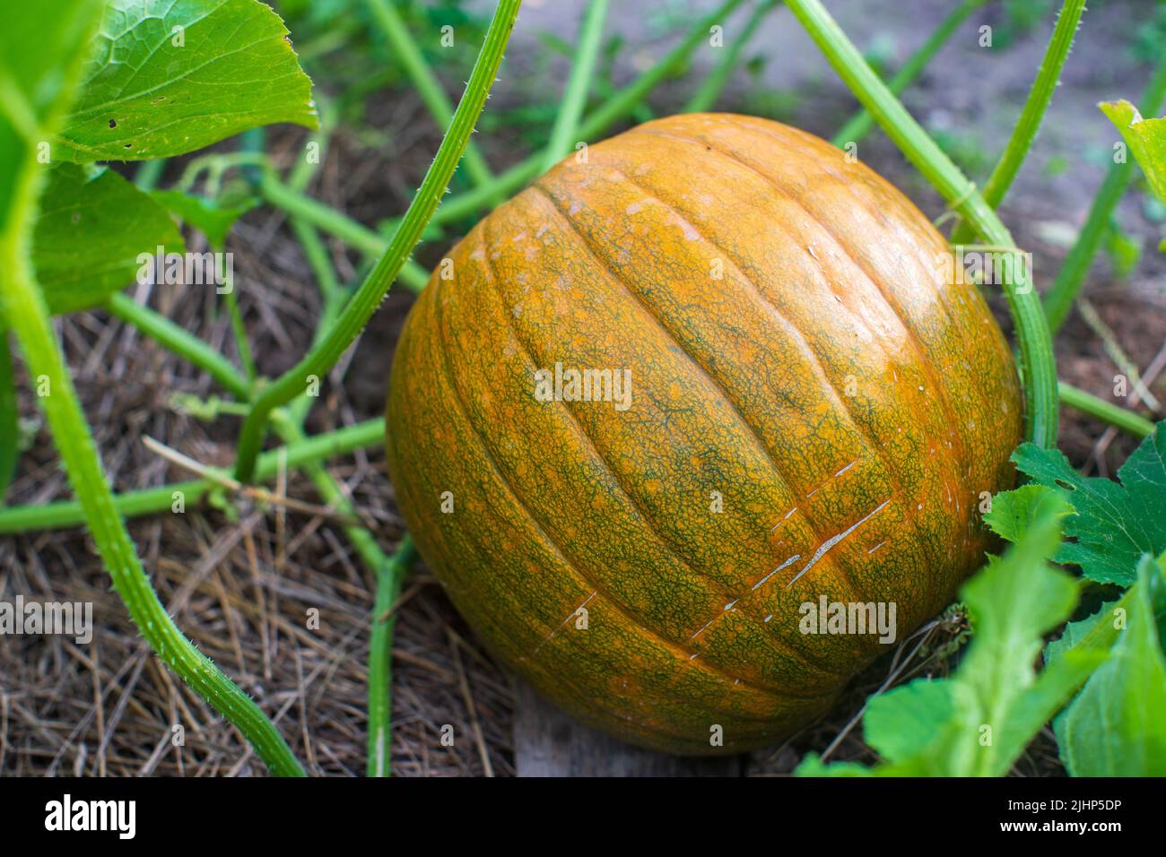 Pumpkin growing on the ground hi-res stock photography and images - Alamy