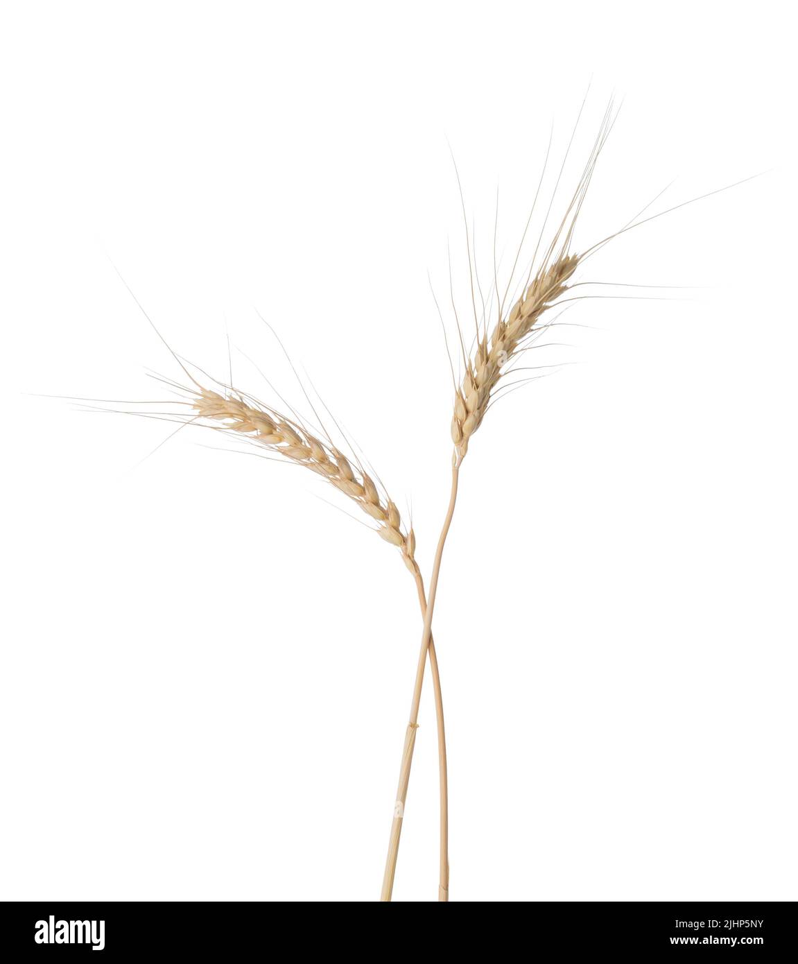 Two Wheat ears isolated on white background. Stock Photo
