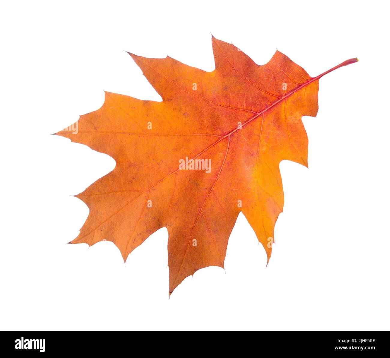 Orange autumn leaf of Northern Red Oak isolated on a white background ...