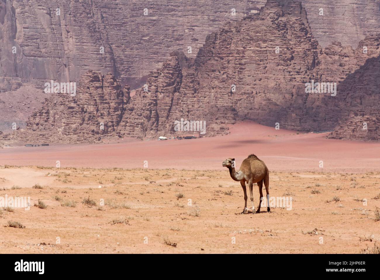 Camel scenes hi-res stock photography and images - Alamy