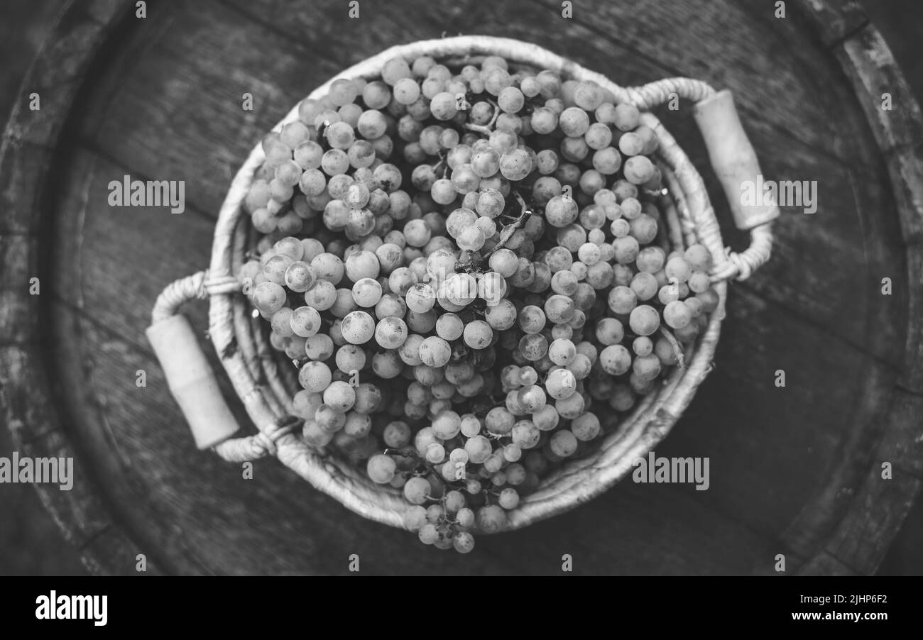 Grapes on the basket on the wooden barrel Stock Photo