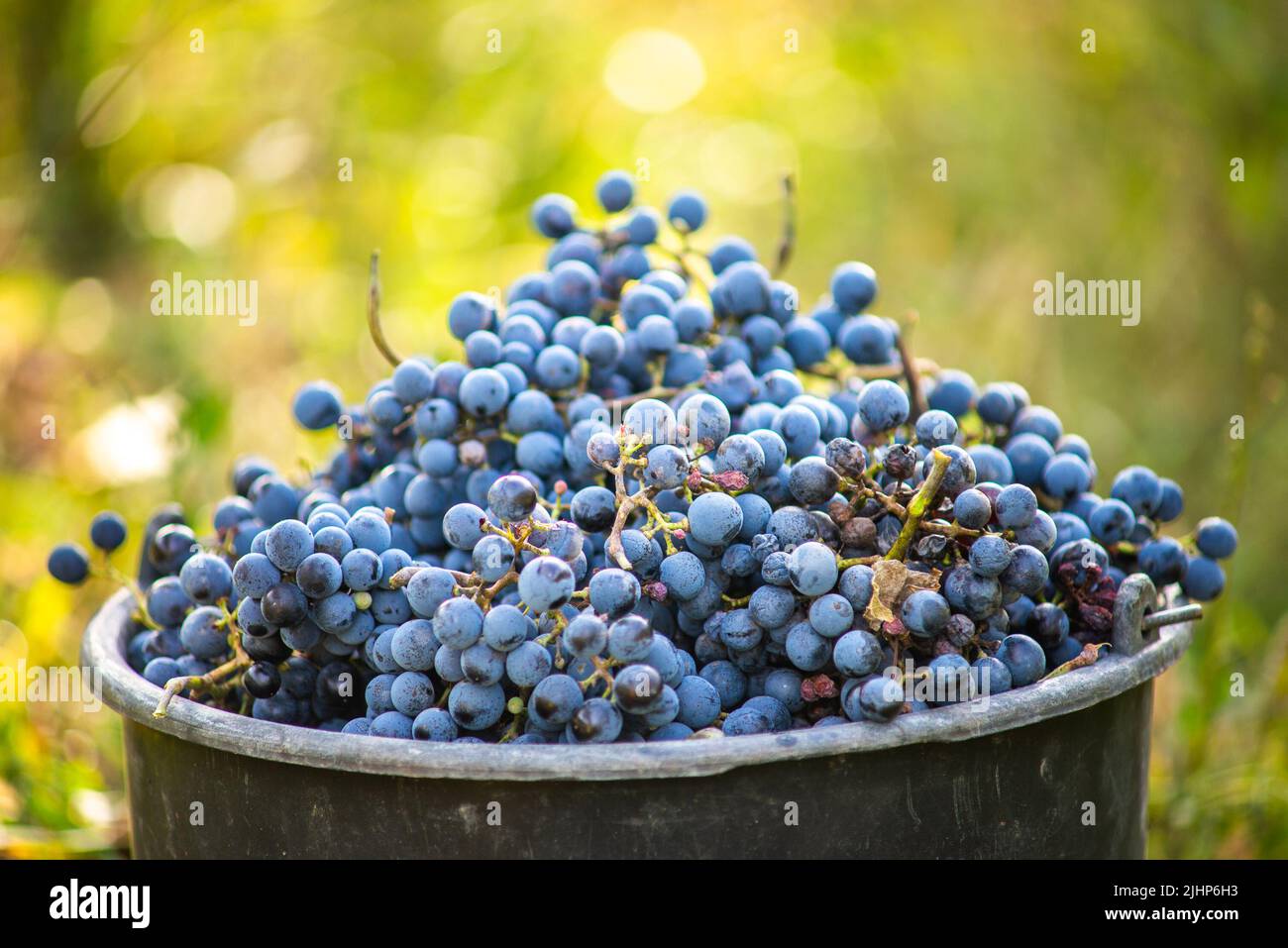 Bucket of grapes during the picking in the vineyard. The name of