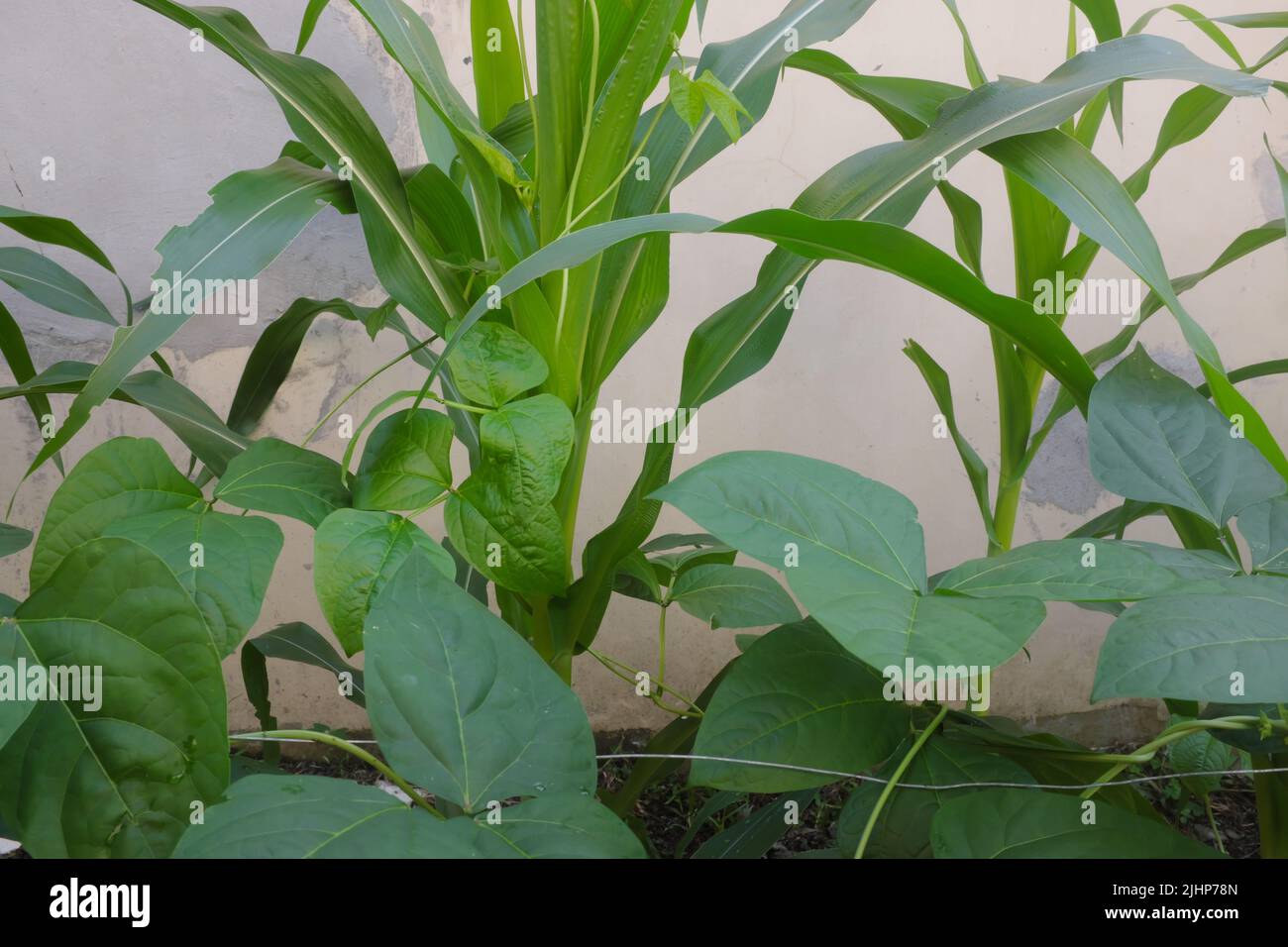 Corn and legume cowpea plants intercropping on a vegetable garden.Symbiotic relationship in plants concept. Stock Photo