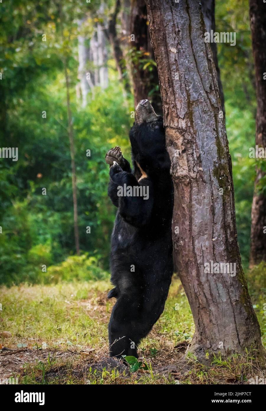 The sloth bear stretches out for a good scratch. India: THESE PICTURES look like they are taken straight out of Jungle Book as a bear itches its back Stock Photo