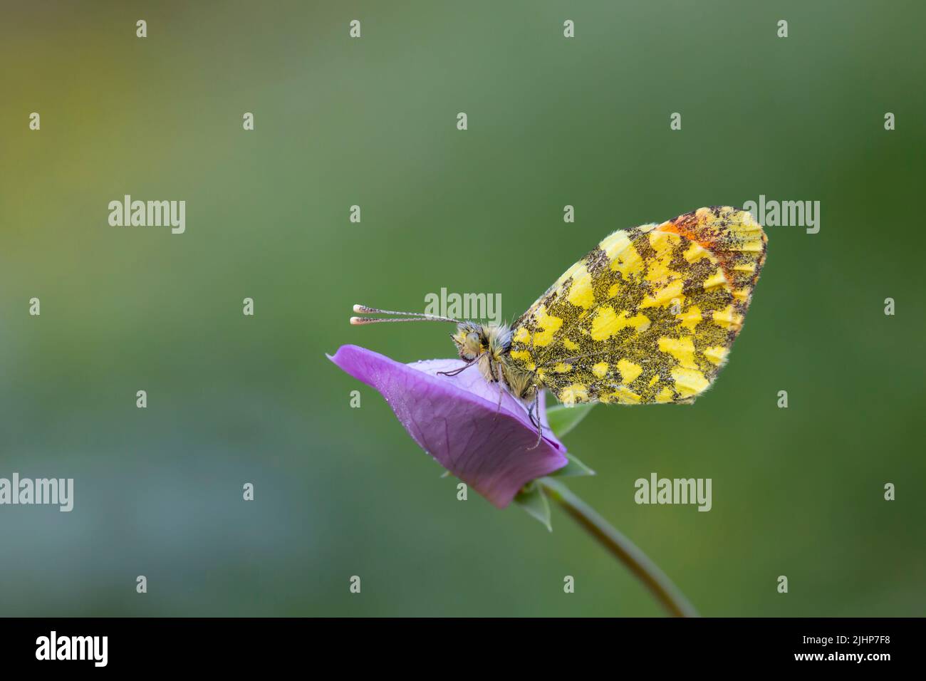 small butterfly in yellow and orange colors on the flower,Eastern Orange-tip, Anthocharis damone Stock Photo