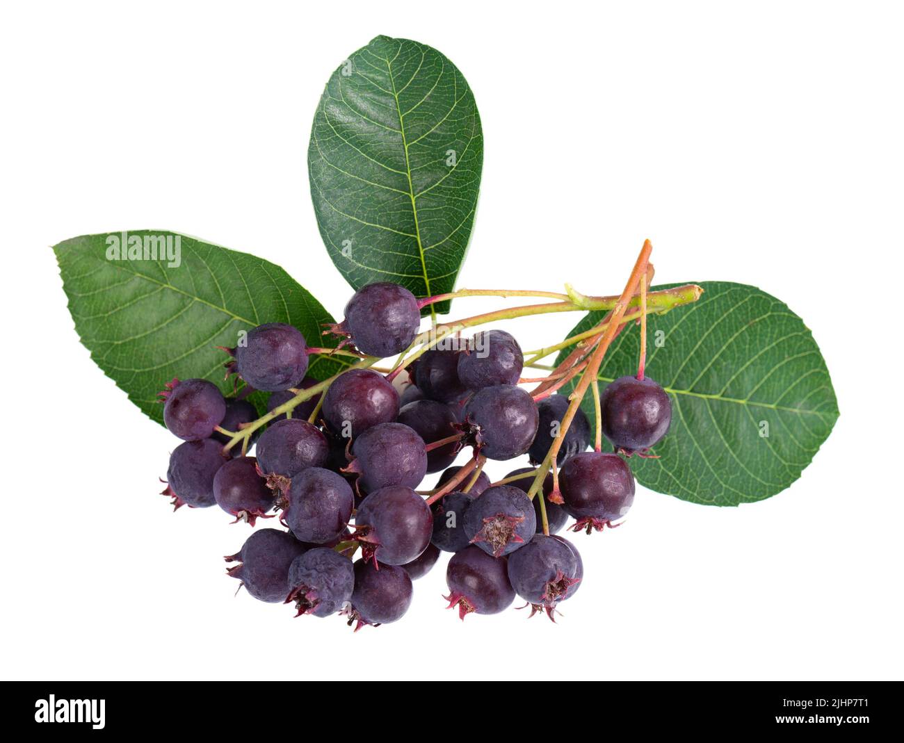 Saskatoon berry leaves Cut Out Stock Images & Pictures Alamy