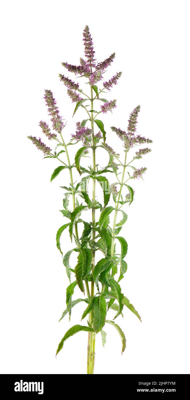 silver horse mint with flowers, isolated on white background. Mentha longifolia. Herbal medicine. Clipping path Stock Photo
