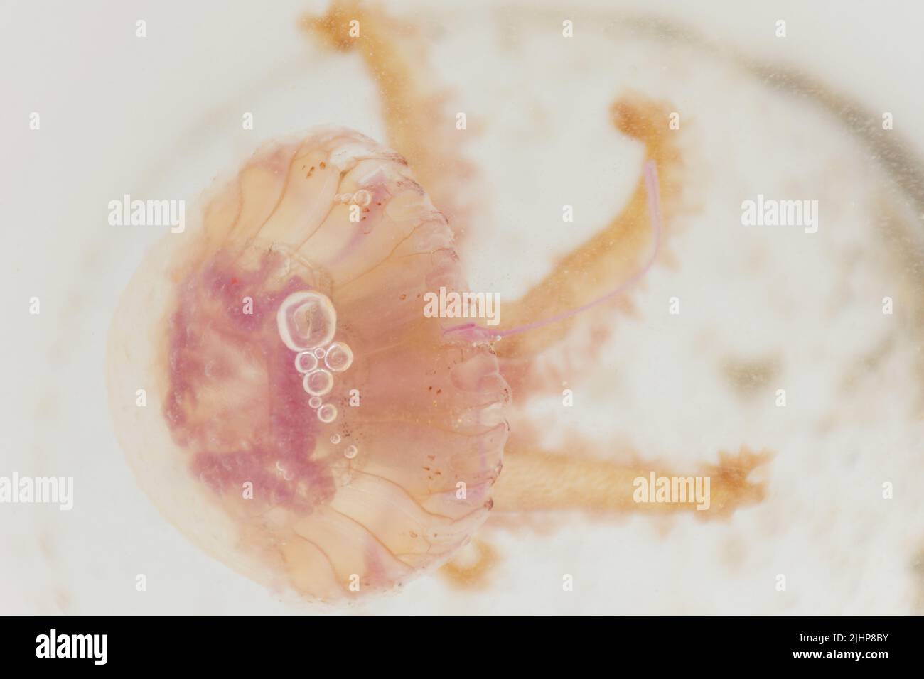 Close up of a dangerous pink jellyfish inside a white bucket Stock ...