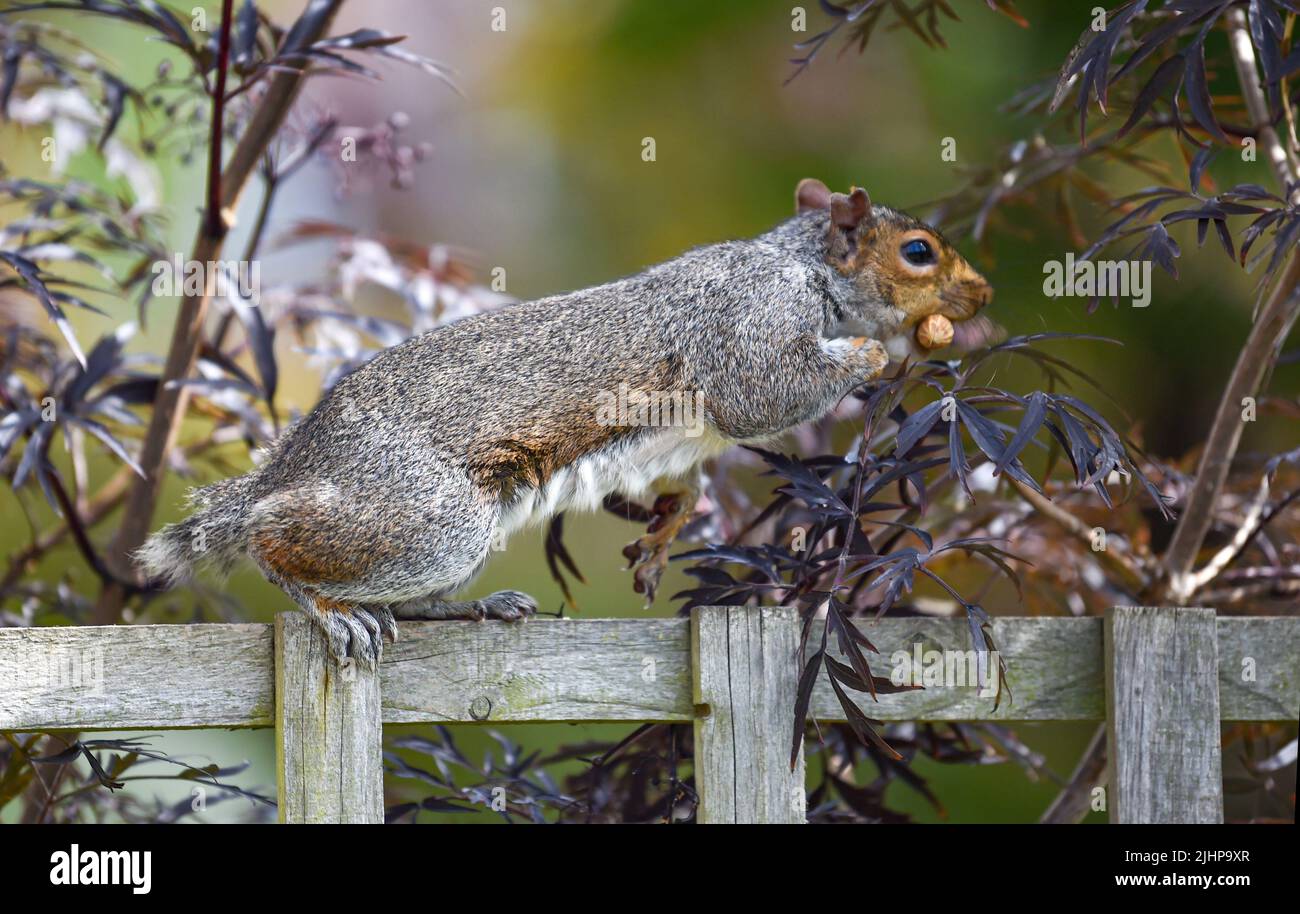 Grey Squirrel - Sciurus carolinensis - with no tail on a garden fence carrying a nut in its mouth Stock Photo