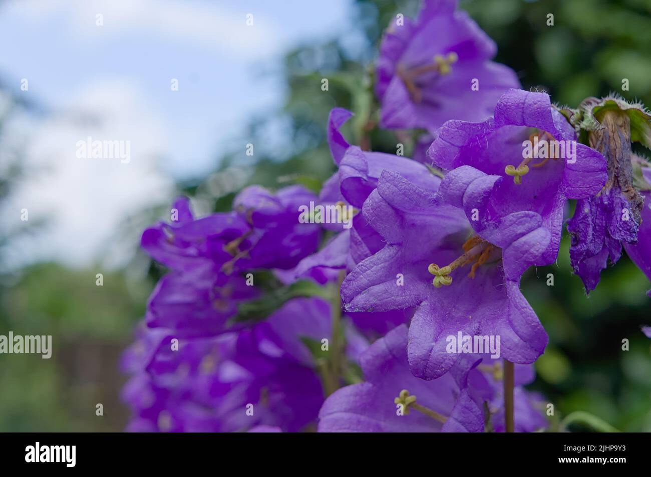 close up of purple bell flowers (Campanula rotundifolia) in summer Stock Photo