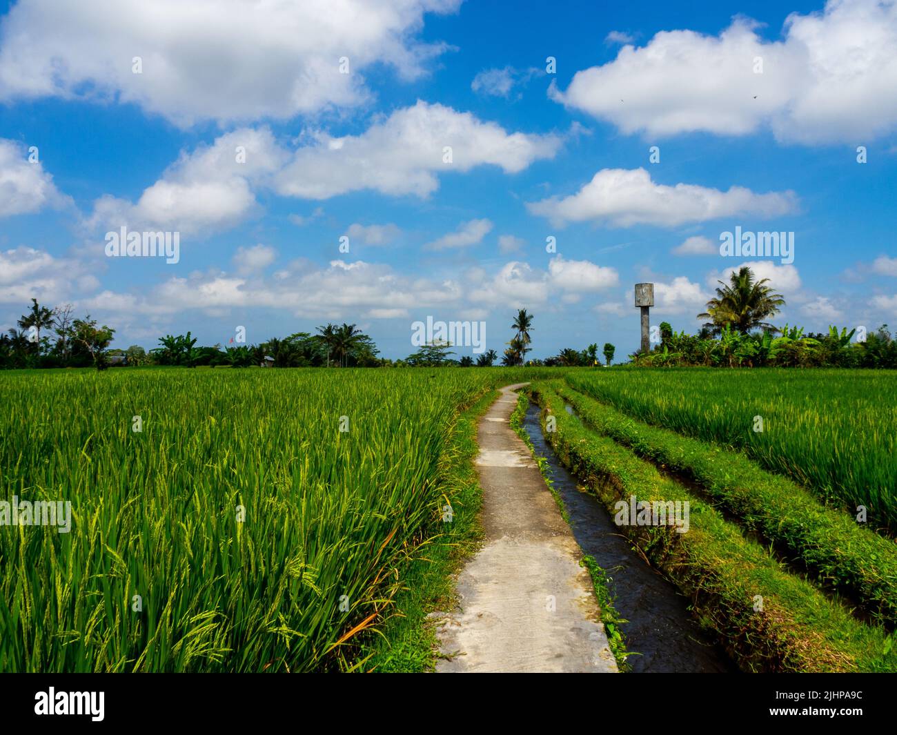 Ricefield Walk, Ubud, Bali Stock Photo