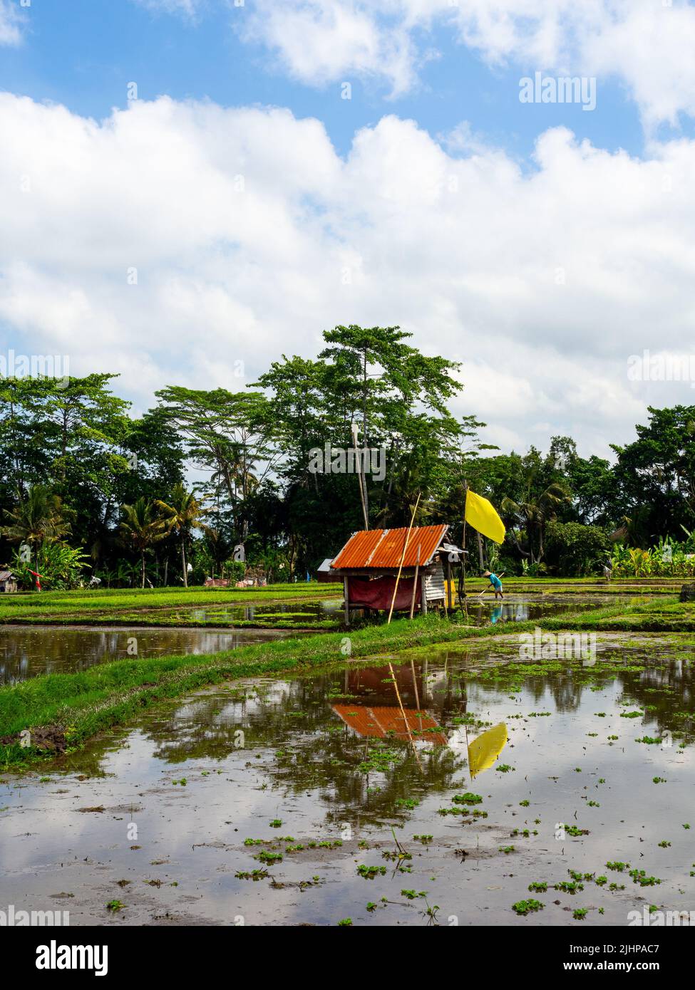 Ricefield Walk, Ubud, Bali Stock Photo