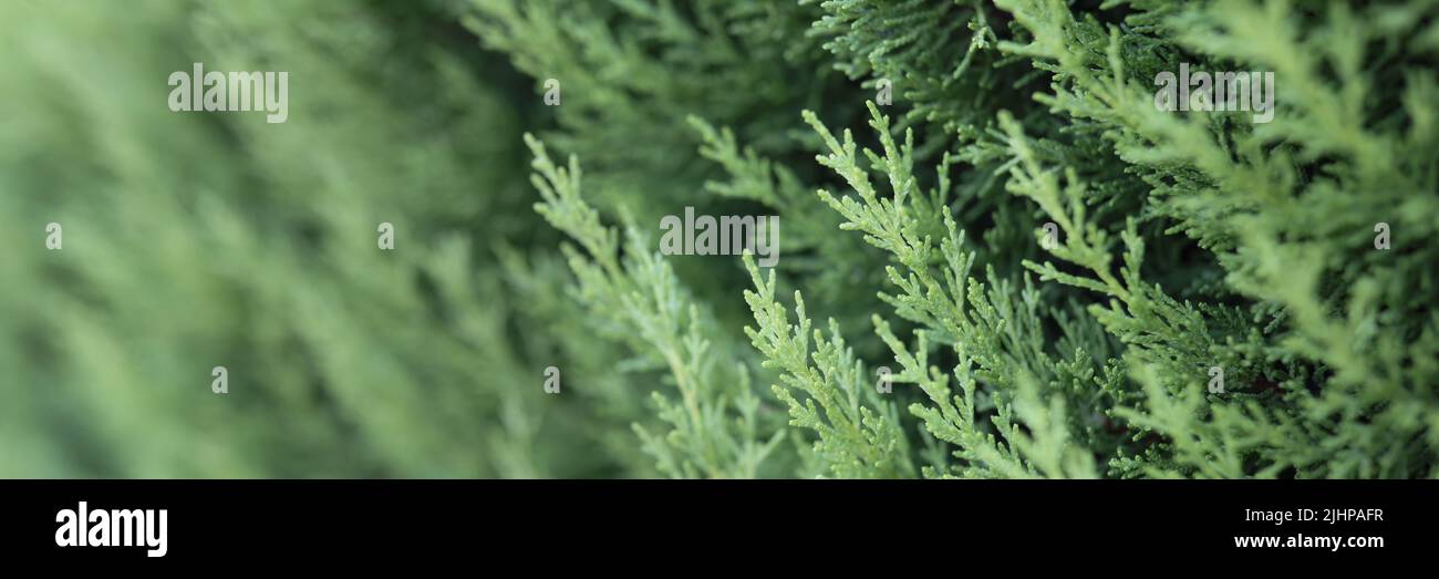 Poofy western red cedar branch, incense green tree in nature fresh air Stock Photo