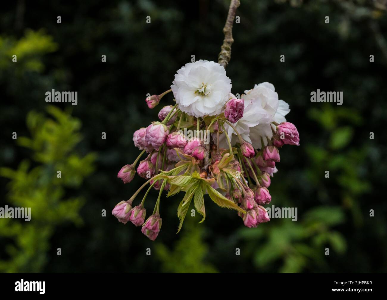 A macro shot of some cherry tree blossom. Stock Photo