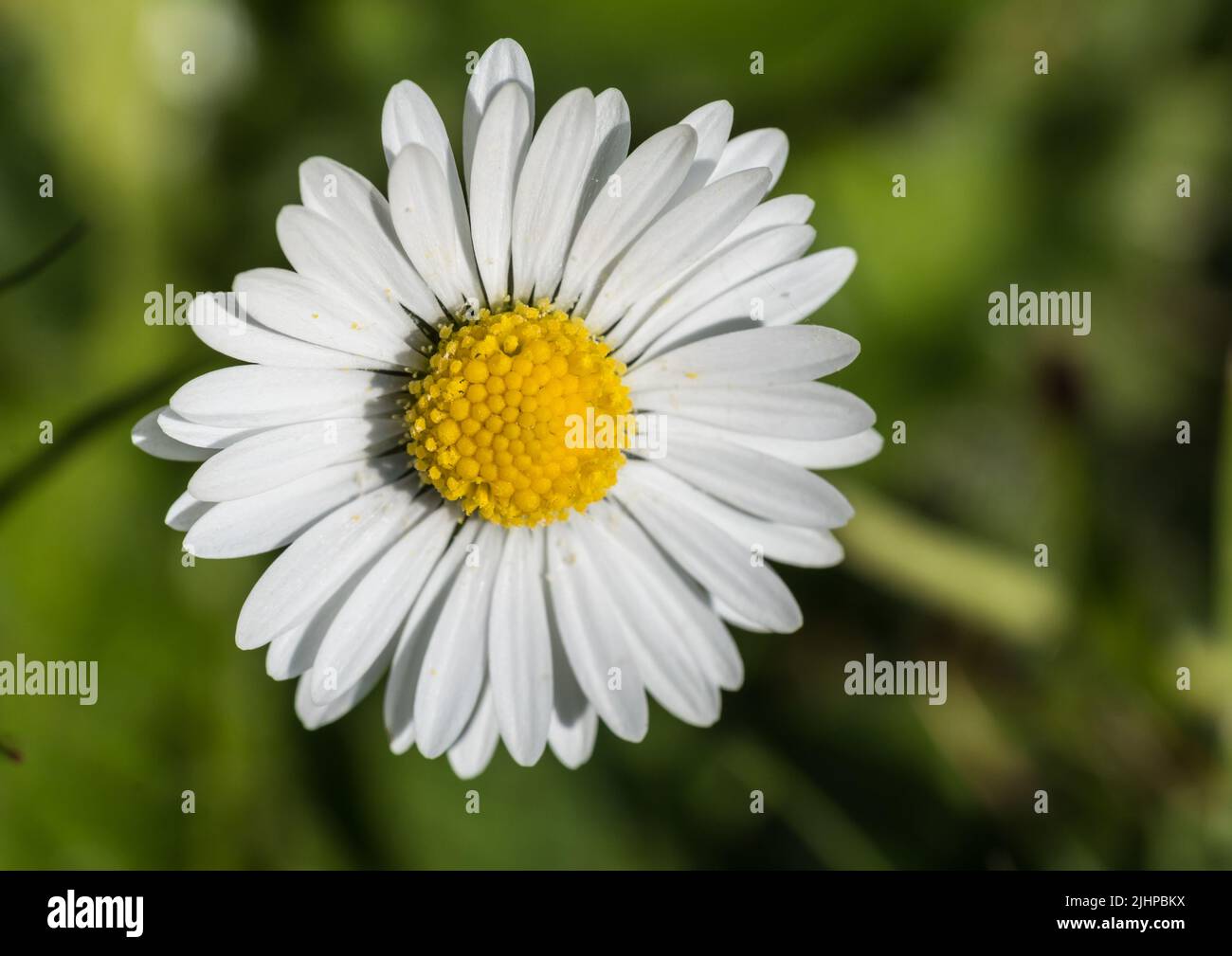 A macro shot of a small lawn daisy bloom. Stock Photo