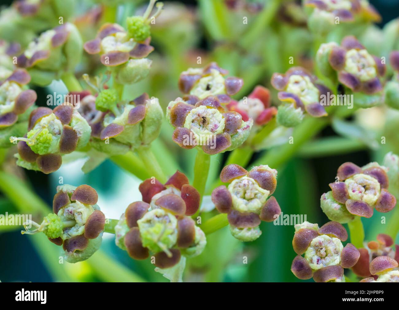 An extreme closeup of the flower of a honey spurge bush. Stock Photo